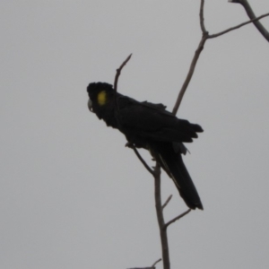 Zanda funerea at Fyshwick, ACT - 16 Dec 2018 03:28 PM