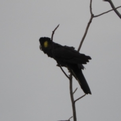 Zanda funerea (Yellow-tailed Black-Cockatoo) at Jerrabomberra Wetlands - 16 Dec 2018 by Christine
