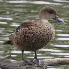 Anas gracilis (Grey Teal) at Jerrabomberra Wetlands - 16 Dec 2018 by Christine