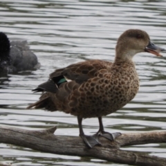 Anas gracilis at Fyshwick, ACT - 16 Dec 2018