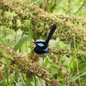 Malurus cyaneus at Fyshwick, ACT - 16 Dec 2018