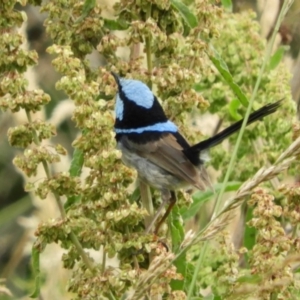 Malurus cyaneus at Fyshwick, ACT - 16 Dec 2018