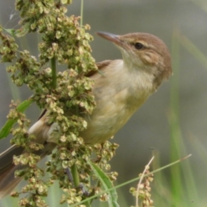 Acrocephalus australis at Fyshwick, ACT - 16 Dec 2018