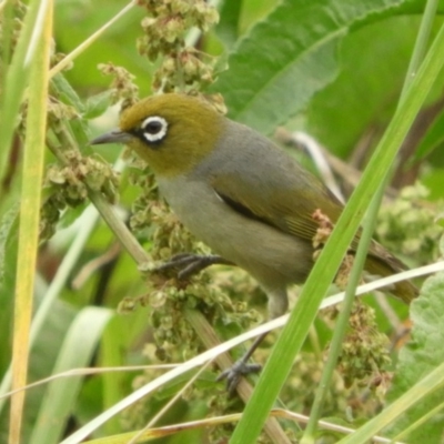 Zosterops lateralis (Silvereye) at Fyshwick, ACT - 16 Dec 2018 by Christine