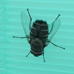 Rutilia sp. (genus) (A Rutilia bristle fly, subgenus unknown) at Isaacs Ridge and Nearby - 18 Dec 2018 by Mike