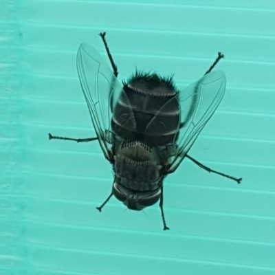 Rutilia sp. (genus) (A Rutilia bristle fly, subgenus unknown) at Isaacs, ACT - 18 Dec 2018 by Mike