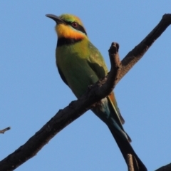 Merops ornatus (Rainbow Bee-eater) at Tuggeranong DC, ACT - 18 Dec 2018 by MichaelBedingfield