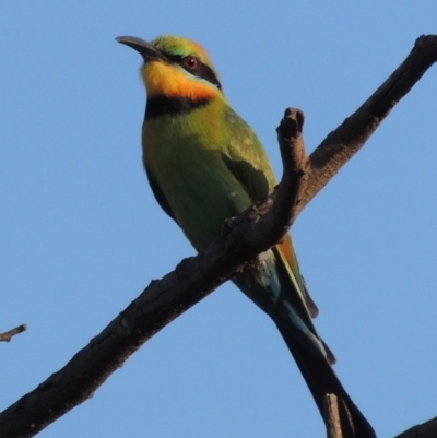 Merops ornatus (Rainbow Bee-eater) at Tuggeranong DC, ACT - 17 Dec 2018 by michaelb