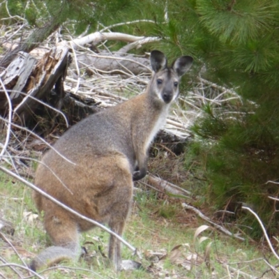 Notamacropus rufogriseus (Red-necked Wallaby) at Isaacs Ridge - 19 Dec 2018 by Mike