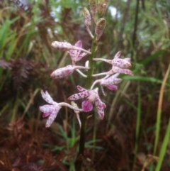 Dipodium variegatum (Blotched Hyacinth Orchid) at Mollymook Beach, NSW - 19 Dec 2018 by SueHob