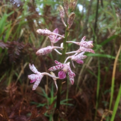 Dipodium variegatum (Blotched Hyacinth Orchid) at Narrawallee Foreshore Reserves Walking Track - 18 Dec 2018 by SueHob