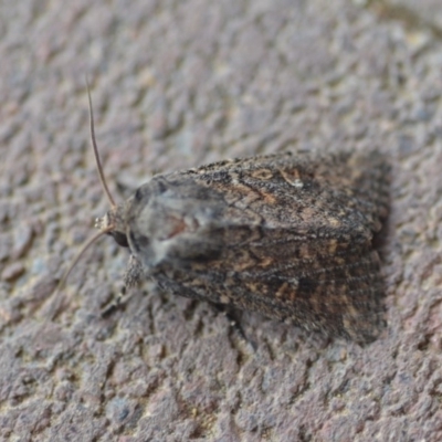 Dasygaster padockina (Tasmanian Cutworm) at QPRC LGA - 9 Nov 2018 by natureguy