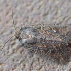 Dasygaster padockina at Wamboin, NSW - 9 Nov 2018 06:13 PM