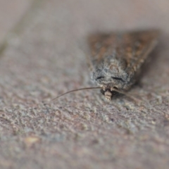 Dasygaster padockina at Wamboin, NSW - 9 Nov 2018