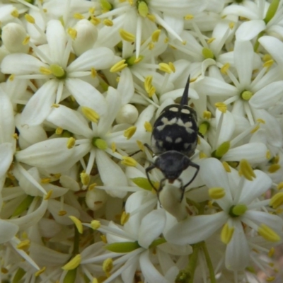 Hoshihananomia leucosticta (Pintail or Tumbling flower beetle) at Molonglo Valley, ACT - 31 Dec 2017 by AndyRussell