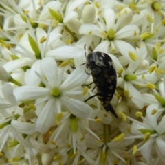 Hoshihananomia leucosticta at Molonglo Valley, ACT - 31 Dec 2017 10:15 AM