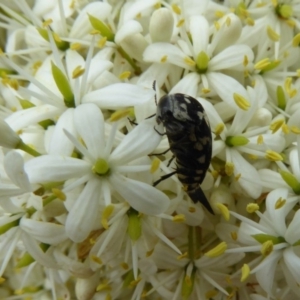 Hoshihananomia leucosticta at Molonglo Valley, ACT - 31 Dec 2017