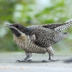 Eudynamys orientalis (Pacific Koel) at Merimbula, NSW - 19 Dec 2018 by Leo