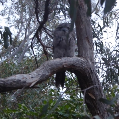 Podargus strigoides (Tawny Frogmouth) at Aranda, ACT - 18 Dec 2018 by Woluwe