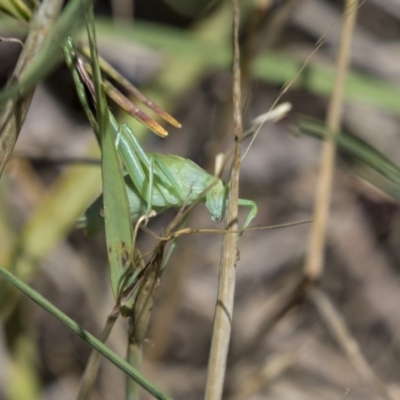 Polichne parvicauda (Short-tailed Polichne) at Hawker, ACT - 17 Dec 2018 by AlisonMilton