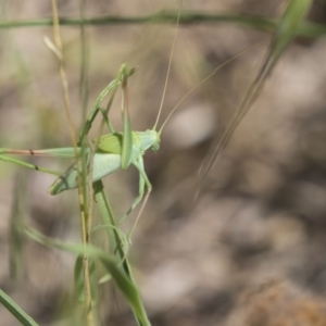 Polichne parvicauda at Hawker, ACT - 17 Dec 2018 11:27 AM