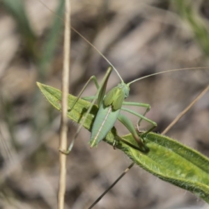 Polichne parvicauda at Hawker, ACT - 17 Dec 2018 11:27 AM