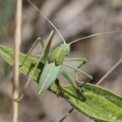 Polichne parvicauda at Hawker, ACT - 17 Dec 2018 11:27 AM