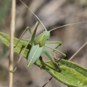 Polichne parvicauda at Hawker, ACT - 17 Dec 2018