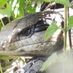 Tiliqua scincoides scincoides at Acton, ACT - 17 Dec 2018 01:46 PM