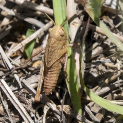 Gastrimargus musicus (Yellow-winged Locust or Grasshopper) at Hawker, ACT - 17 Dec 2018 by AlisonMilton