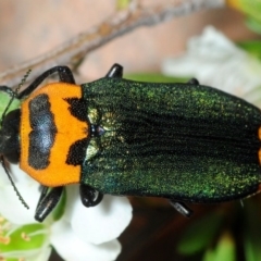 Castiarina pertii (Jewel beetle) at Jerrawangala National Park - 17 Dec 2018 by Harrisi