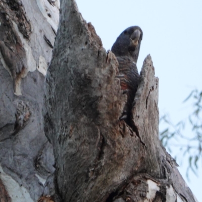 Callocephalon fimbriatum (Gang-gang Cockatoo) at GG157 - 19 Dec 2018 by JackyF