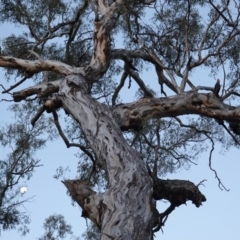 Callocephalon fimbriatum at Red Hill, ACT - 19 Dec 2018