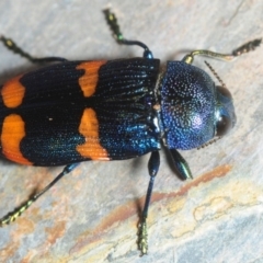 Unidentified Jewel beetle (Buprestidae) at Jerrawangala, NSW - 17 Dec 2018 by Harrisi