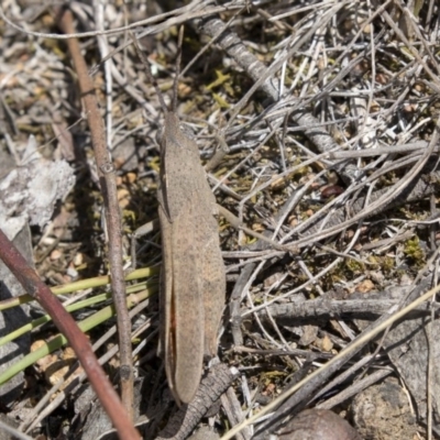 Goniaea sp. (genus) (A gumleaf grasshopper) at The Pinnacle - 17 Dec 2018 by Alison Milton