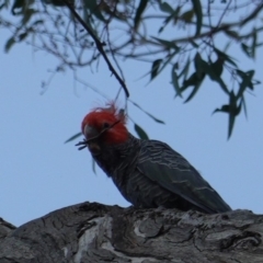 Callocephalon fimbriatum (Gang-gang Cockatoo) at Red Hill Nature Reserve - 19 Dec 2018 by JackyF