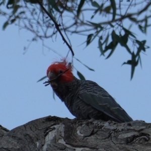 Callocephalon fimbriatum at Hughes, ACT - 19 Dec 2018