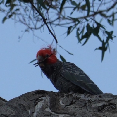 Callocephalon fimbriatum (Gang-gang Cockatoo) at Red Hill Nature Reserve - 19 Dec 2018 by JackyF