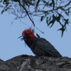 Callocephalon fimbriatum (Gang-gang Cockatoo) at Hughes, ACT - 19 Dec 2018 by JackyF