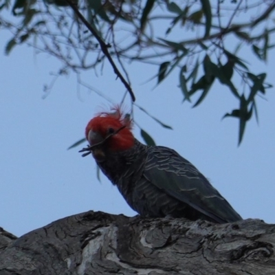 Callocephalon fimbriatum (Gang-gang Cockatoo) at Hughes, ACT - 19 Dec 2018 by JackyF