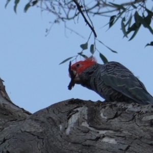 Callocephalon fimbriatum at Hughes, ACT - 19 Dec 2018