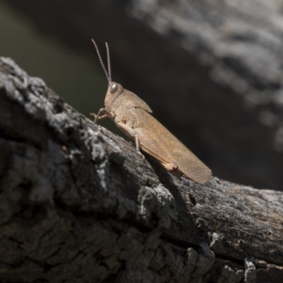 Goniaea australasiae (Gumleaf grasshopper) at The Pinnacle - 17 Dec 2018 by Alison Milton