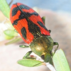 Castiarina ignota (A Jewel Beetle) at Jerrawangala National Park - 17 Dec 2018 by Harrisi