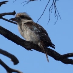 Dacelo novaeguineae (Laughing Kookaburra) at Red Hill Nature Reserve - 18 Dec 2018 by JackyF