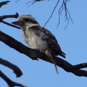 Dacelo novaeguineae at Deakin, ACT - 18 Dec 2018 05:42 PM