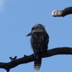 Dacelo novaeguineae at Deakin, ACT - 18 Dec 2018 05:42 PM