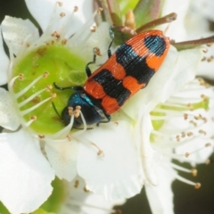 Castiarina crenata (Jewel beetle) at Morton National Park - 17 Dec 2018 by Harrisi