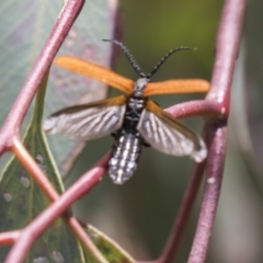 Porrostoma sp. (genus) (Lycid, Net-winged beetle) at The Pinnacle - 17 Dec 2018 by Alison Milton