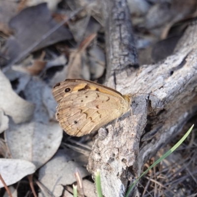 Heteronympha merope (Common Brown Butterfly) at Deakin, ACT - 18 Dec 2018 by JackyF