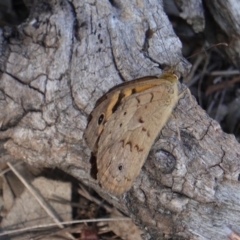 Heteronympha merope at Deakin, ACT - 18 Dec 2018